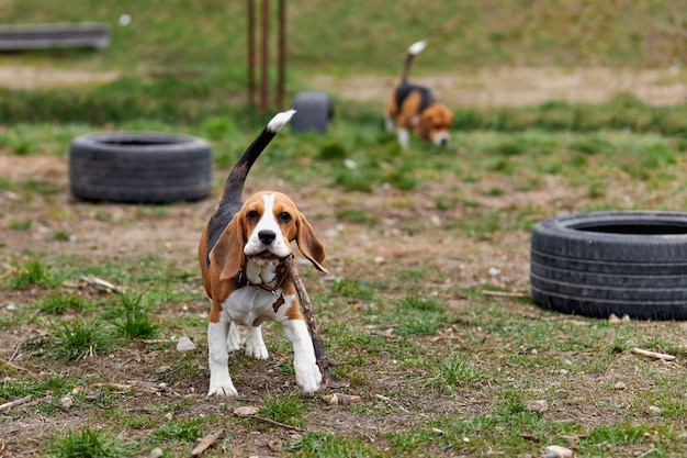 Un perro beagle corre con un juguete en la calle en el patio de recreo