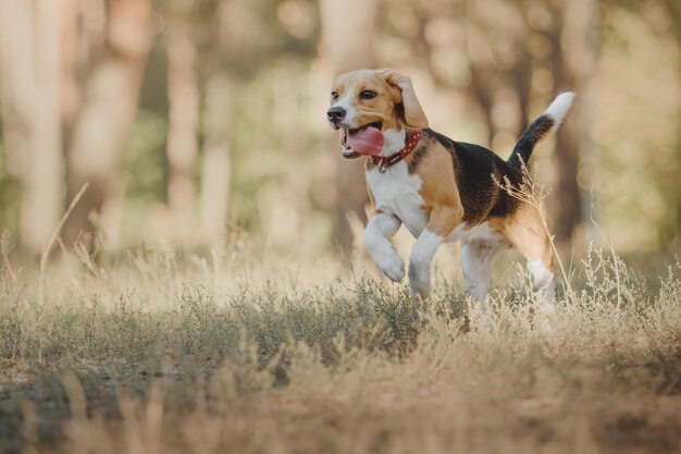 Perro Beagle corriendo en otoño