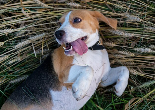 Perro beagle descansa y rueda sobre su espalda en las espigas de trigo