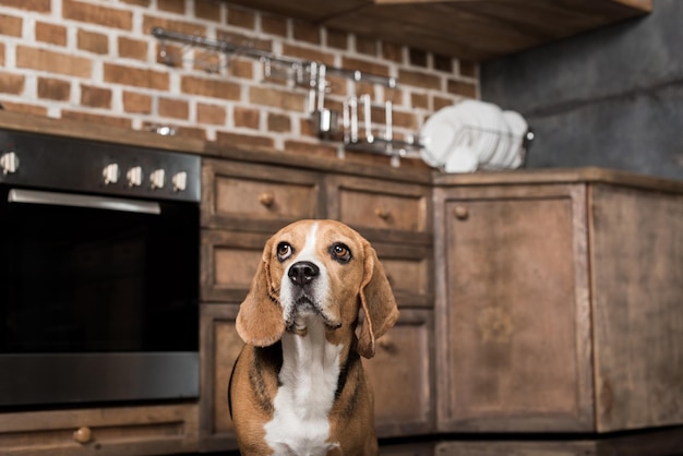 Perro beagle divertido mirando hacia arriba mientras está de pie en la cocina