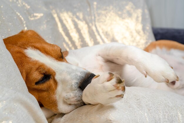 El perro Beagle se duerme y descansa un poco.