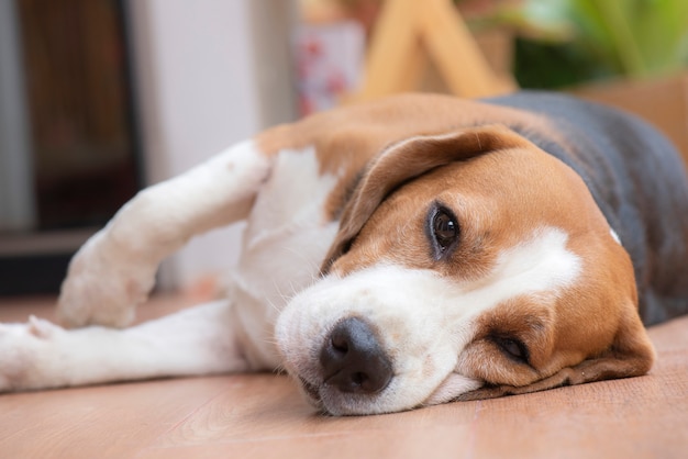 El perro beagle duerme y mira con una vista agradable.