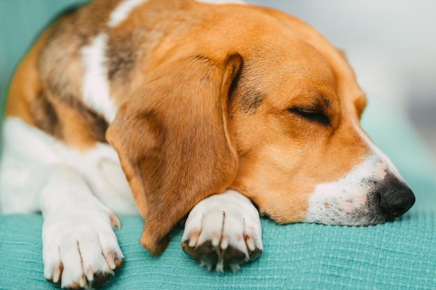 Perro Beagle durmiendo en el sofá