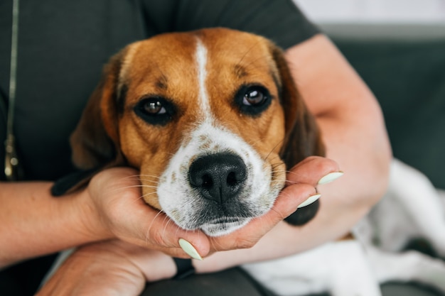 Perro Beagle se encuentra en manos de una mujer. El perro parece triste. Concéntrate en la nariz.