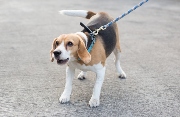 Perro Beagle está ladrando en la calle