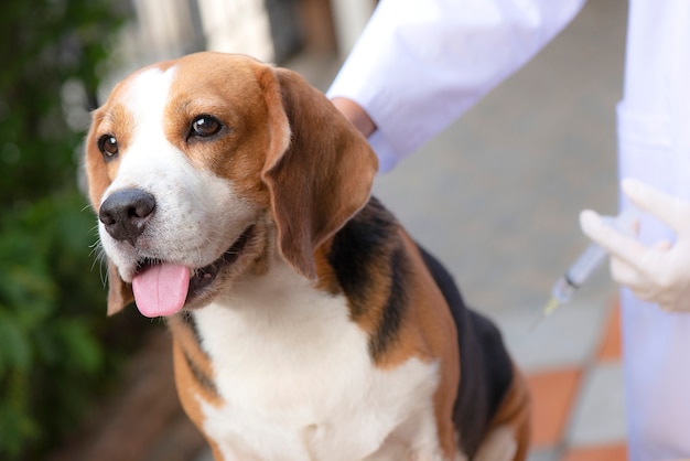 El perro beagle está de pie junto al veterinario de pie sosteniendo una jeringa