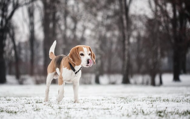 un perro beagle está de pie en la nieve