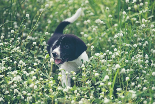 Un perro beagle está sentado en el campo de flores silvestres.