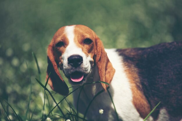 Un perro beagle está sentado en el campo de flores silvestres.