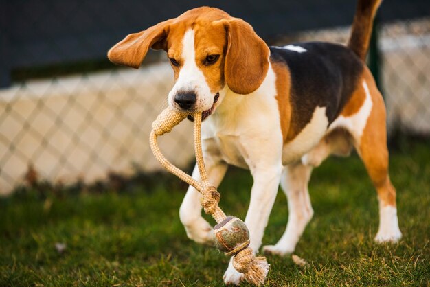 Foto perro beagle feliz corriendo con orejas voladoras hacia el concepto de perro activo de la cámara