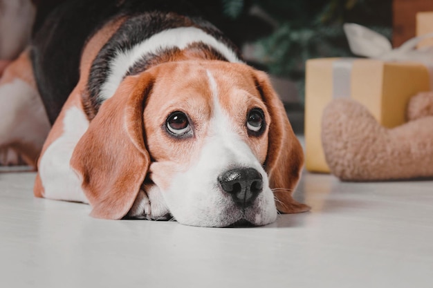 Perro Beagle en el fondo del hermoso paisaje invernal con luces y árboles de Navidad vacaciones