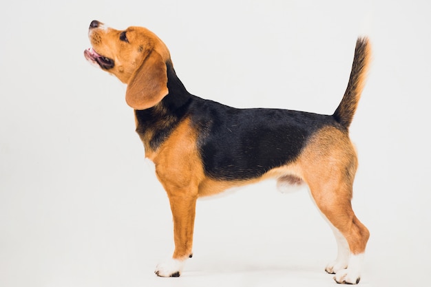 Perro beagle hermoso aislado en blanco. cachorro joven