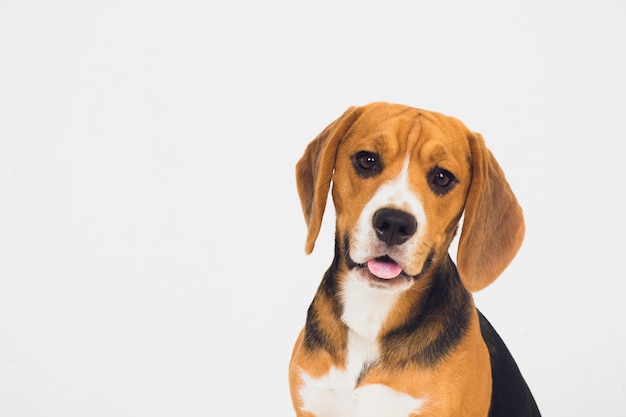 Perro beagle hermoso aislado en blanco. cachorro joven