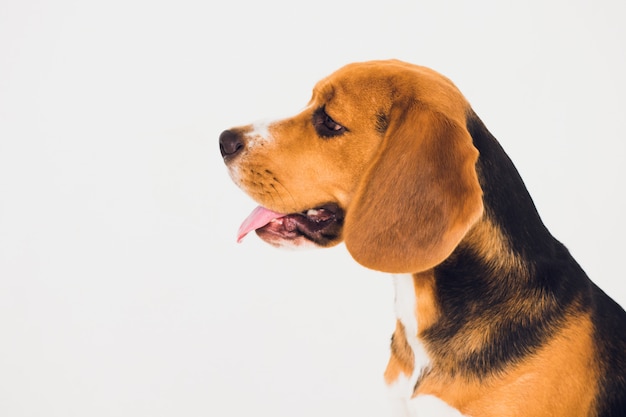 Perro beagle hermoso aislado en blanco. cachorro joven