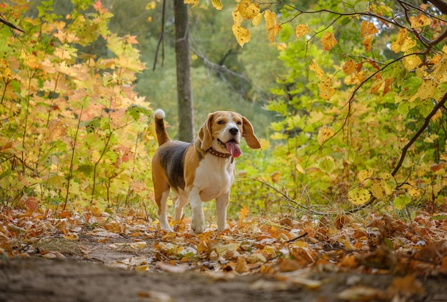 Perro Beagle en un hermoso parque otoñal con follaje amarillo en los árboles