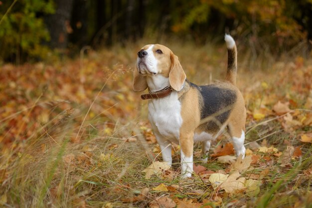 Perro Beagle en un hermoso parque otoñal con follaje amarillo en los árboles