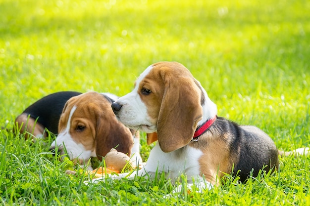 Perro beagle en la hierba