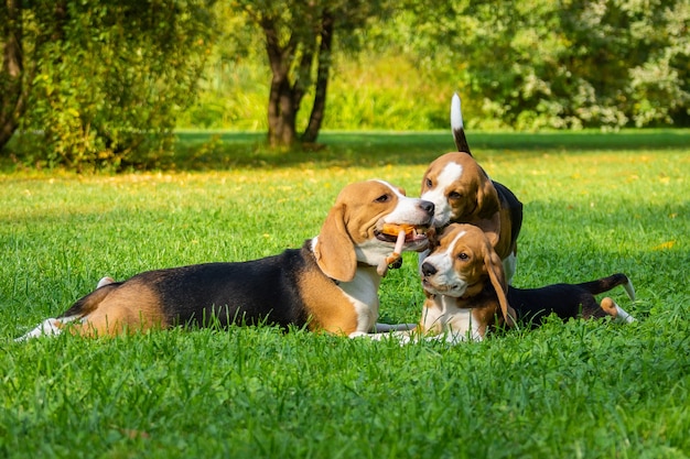 Perro beagle en la hierba