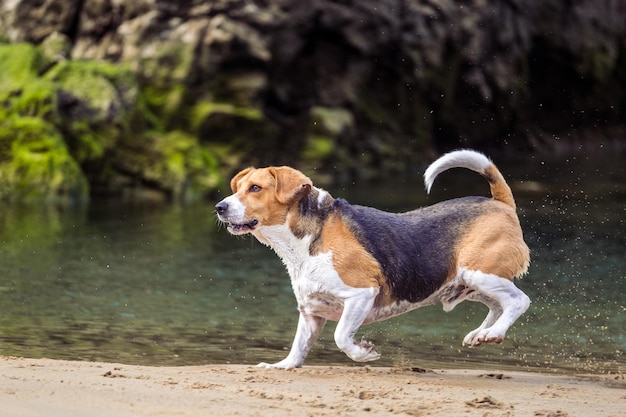 Foto perro beagle jugando y corriendo en la playa