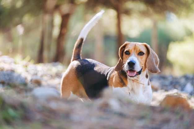 Foto perro beagle jugando y corriendo en la playa