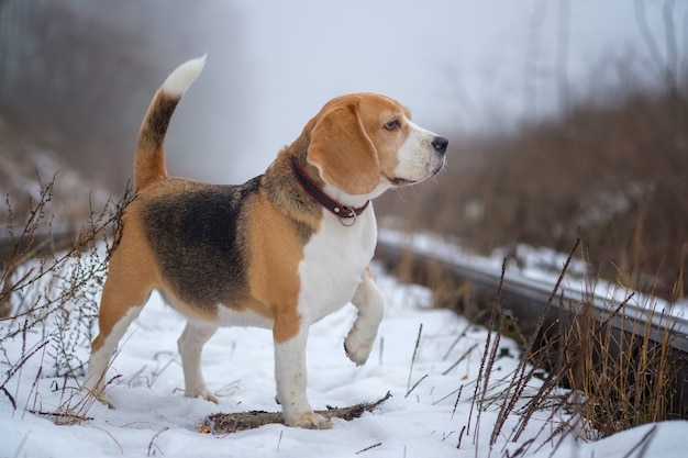 Perro Beagle jugando con un palo en el parque en un día de invierno