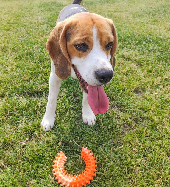 Foto perro beagle con un juguete