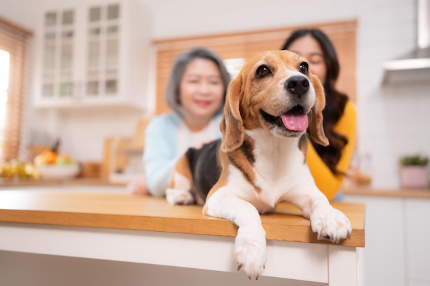 Perro Beagle con madre e hija en una escapada de fin de semana están cocinando juntos en la cocina