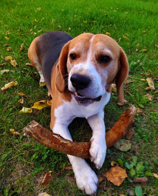 Perro beagle mordiendo su labio