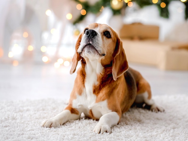 Perro Beagle en Navidad