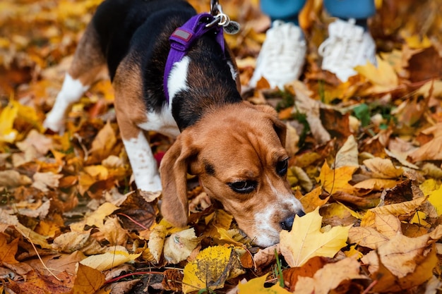 Perro Beagle olfatea hojas de otoño. Fondo de otoño