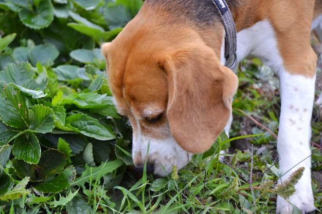 perro beagle olfateando hierba