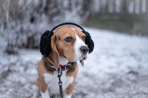 Perro Beagle en orejeras de piel negra en Winter Park. Enfoque suave. Enfoque selectivo.