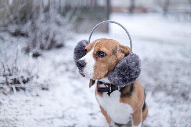 Perro Beagle en orejeras de piel negra en Winter Park. Enfoque suave. Enfoque selectivo.