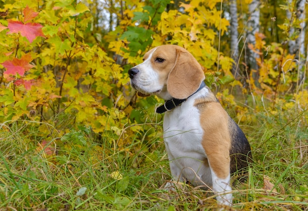 Perro Beagle a pasear por el bosque sobre un fondo de follaje otoñal amarillo
