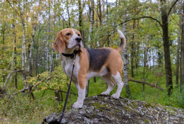 Perro Beagle a pasear por el bosque