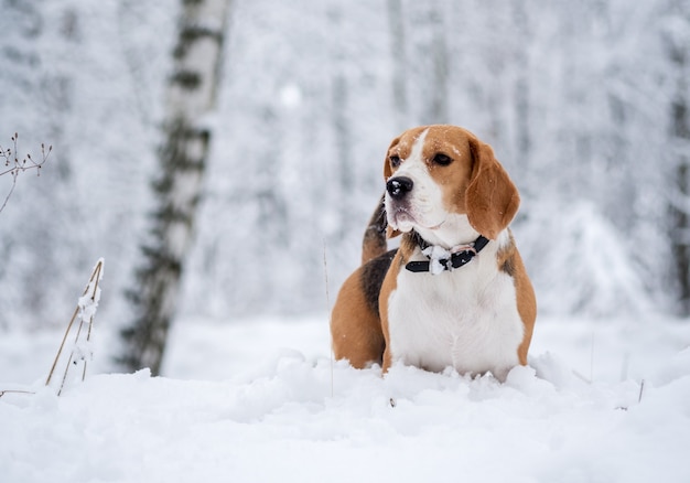 Perro Beagle en un paseo por el bosque de invierno con ventisqueros blancos y árboles cubiertos de nieve.