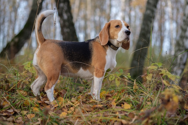 Perro Beagle en un paseo por los bosques de otoño con colorido follaje amarillo