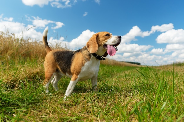 Perro Beagle en un paseo por un campo