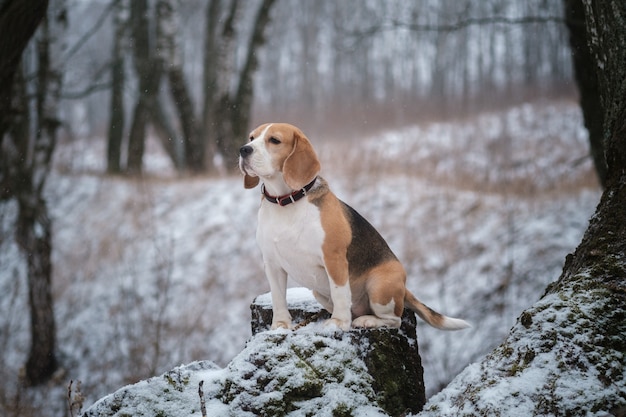 Perro Beagle en un paseo en un parque de invierno durante una nevada