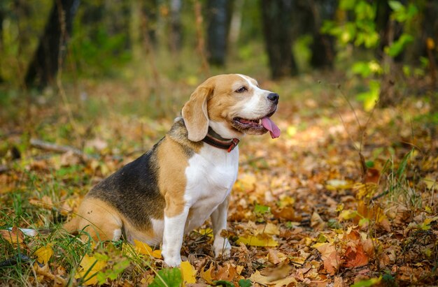 Perro Beagle en un paseo por el parque de otoño