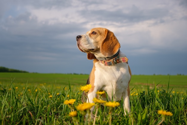 Perro Beagle en un paseo en la primavera en el campo con dientes de león amarillos. hermoso retrato de beagle