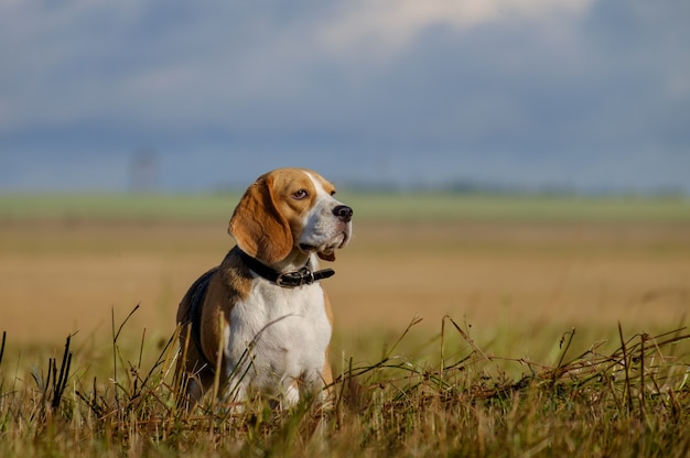 Perro Beagle en un paseo temprano en la mañana en un campo inclinado