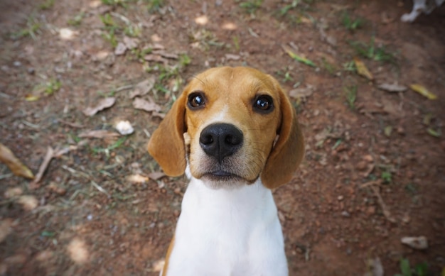 perro beagle de pie en el suelo mirando a cámara