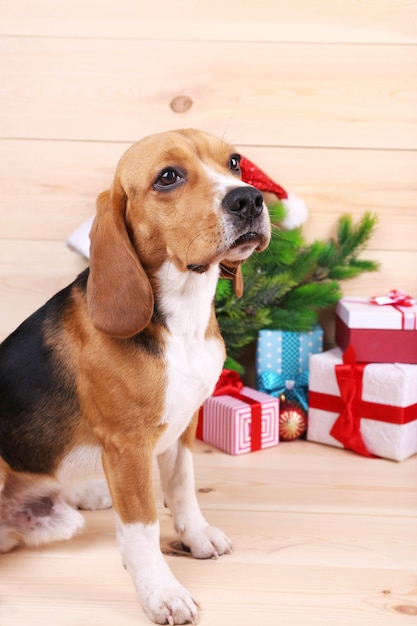 Perro Beagle con regalos de Navidad sobre fondo de madera