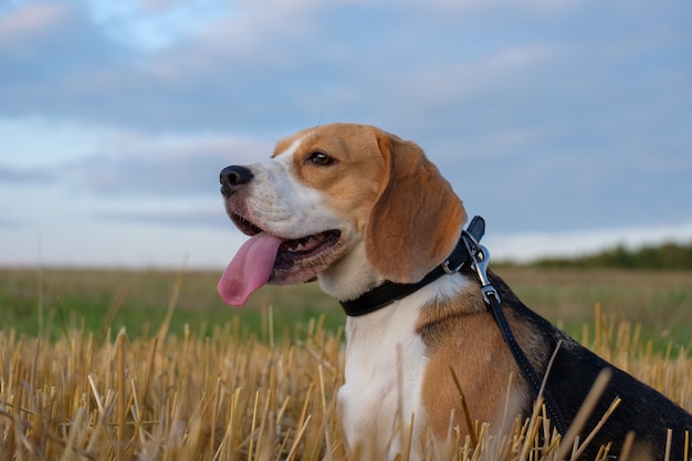 Perro Beagle en un rollo de heno en un campo en el fondo del sol poniente