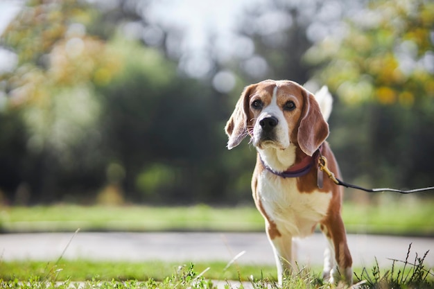 El perro Beagle se sienta en la hierba. retrato de un joven y lindo perro beagle en hierba fresca de verano.