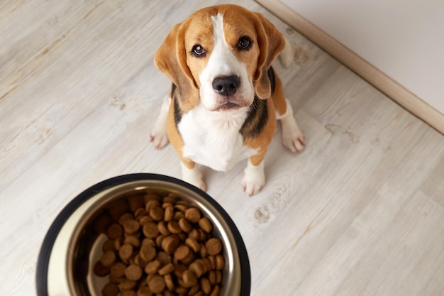 Foto un perro beagle se sienta en el suelo y mira un cuenco de comida seca esperando a ser alimentado vista superior