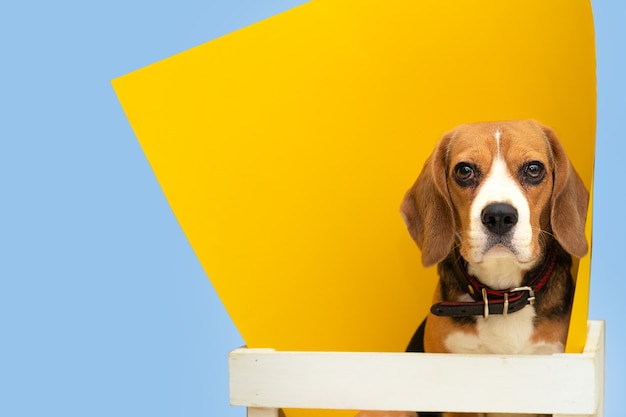 Perro Beagle sobre un fondo amarillo azul