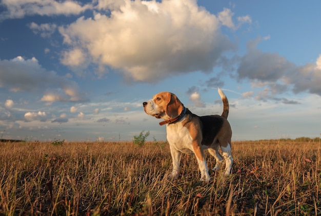 Perro Beagle sobre un fondo de densas nubes durante un paseo por la naturaleza