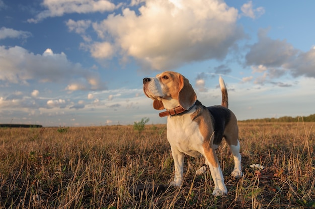 Perro Beagle sobre un fondo de densas nubes durante un paseo por la naturaleza